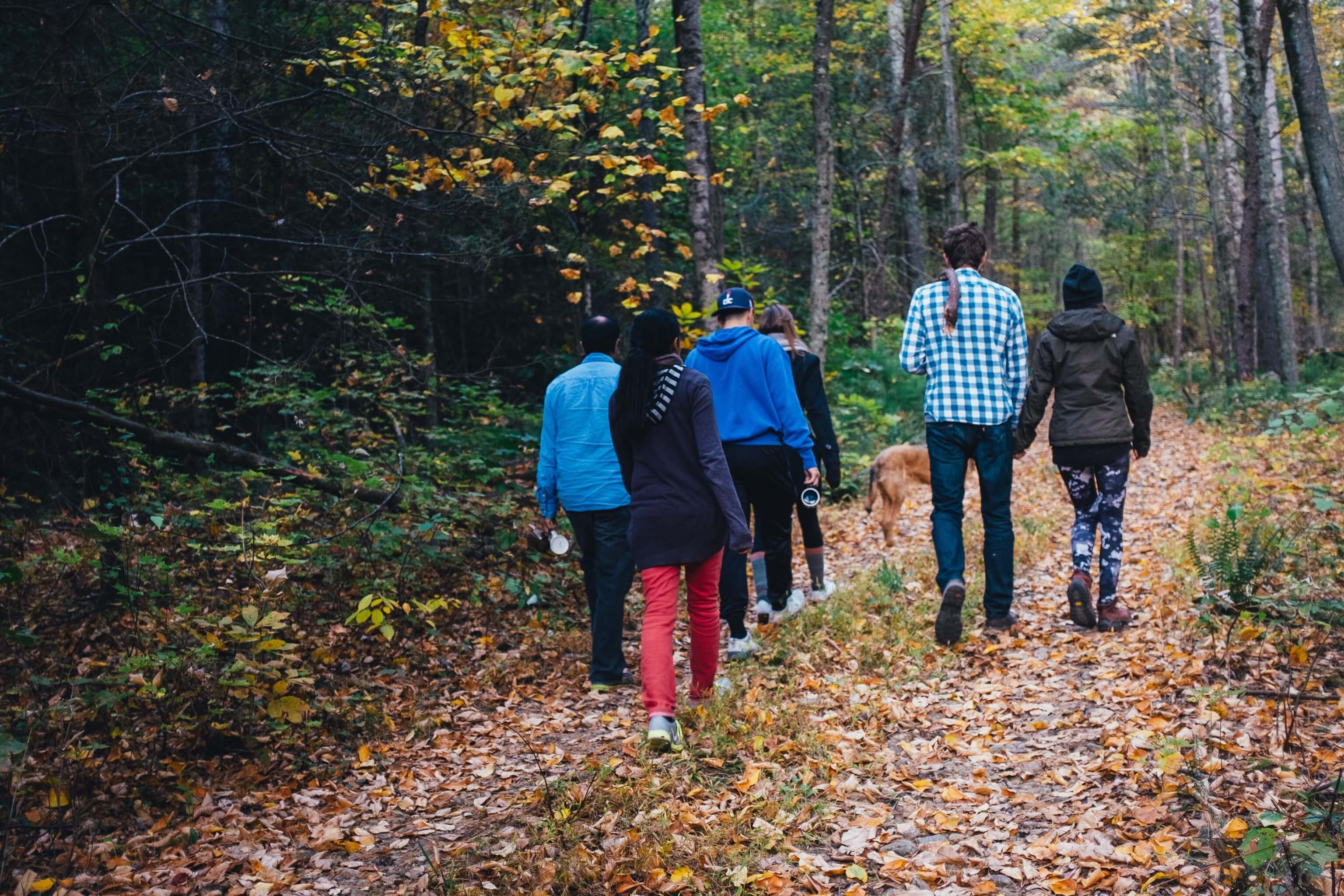 A group walking through a wood