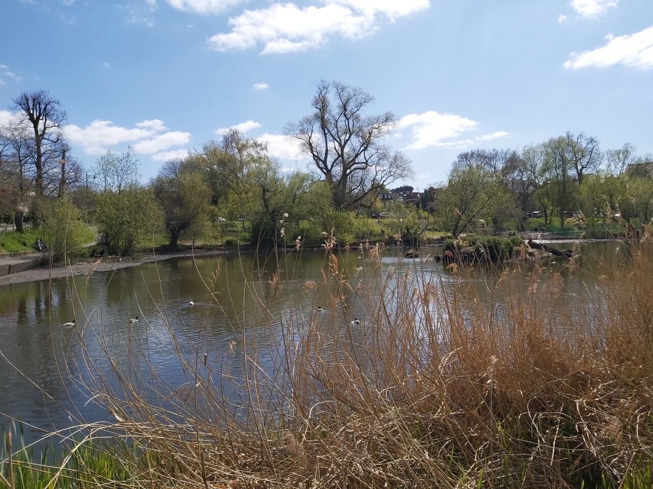 Prickend Pond Chislehurst